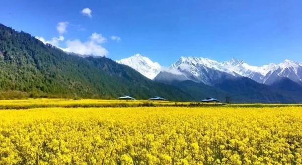 Rapeseed Flowers in Yigong