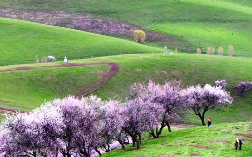 Chinese Spring Feature Where is the Most Beautiful Spring in China? Recommended Five Spring ...