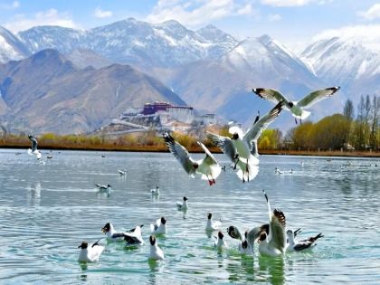Birdwatching in Lhasa during Winter: A Guide to the Three Best Spots