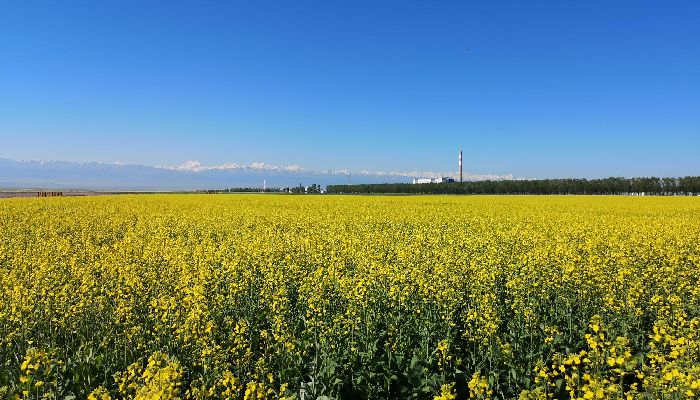 Zhaosu Rapeseed Flowers