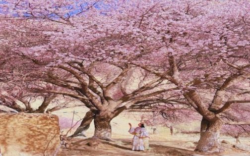 Southern Xinjiang Apricot Blossom