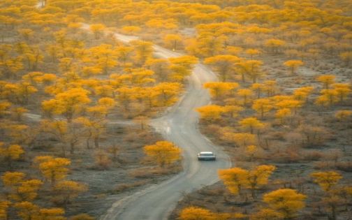 谁还没去过139胡杨秘境公路，我一个个劝‼️_1_查水表的怪蜀黍_来自小红书网页版(1)