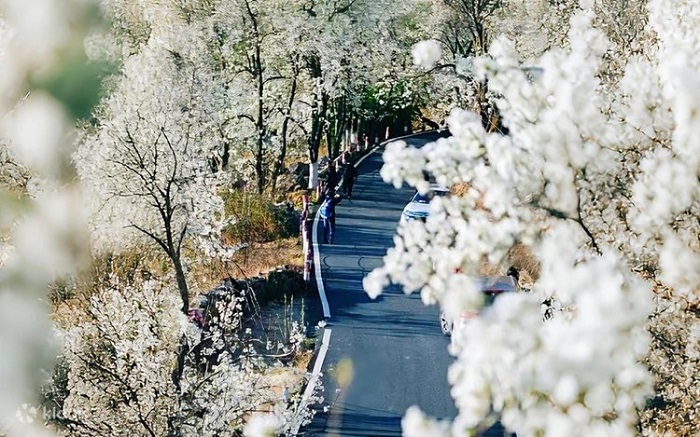 Jinchuan Pear Blossom