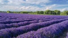 Xinjiang Lavender Viewing Guide: Blooming Season, Attractions, and Travel Tips