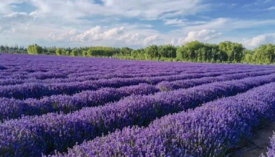 Xinjiang Lavender Viewing Guide: Blooming Season, Attractions, and Travel Tips