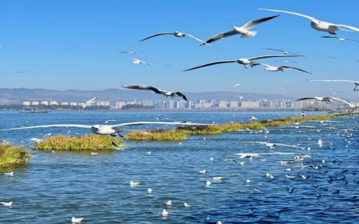 昆明｜滇池还是很值得来一趟_5_猫老大很宝藏_来自小红书网页版(1)