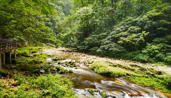 Zhangjiajie Golden Whip Stream
