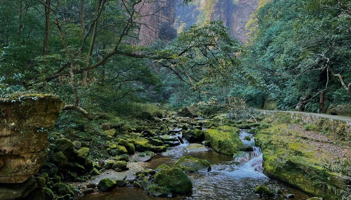 Zhangjiajie Golden Whip Stream