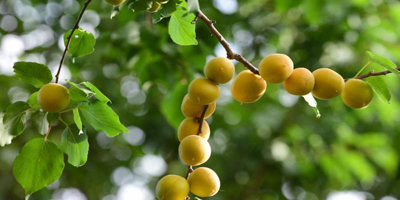 Liguang Apricots