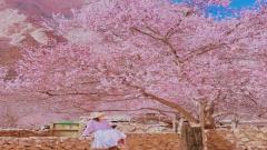 2026 Southern Xinjiang Apricot Blossom Guide | Pamir Plateau Bloom Forecast