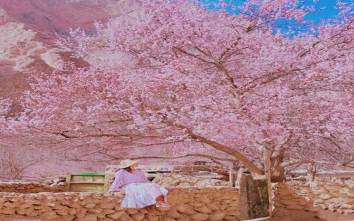 Southern Xinjiang Apricot Blossom