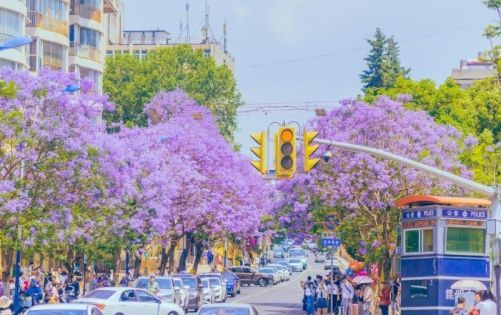 Jacarandas in Kunming