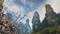 Zhangjiajie Travel Guide in April | Embrace the Fairyland of Peak Forests in Spring