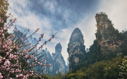 Zhangjiajie Travel Guide in April | Embrace the Fairyland of Peak Forests in Spring