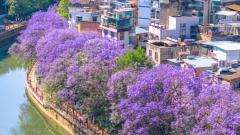 Jacarandas in Kunming: A Must-Visit Guide for the Late Spring Limited Romance