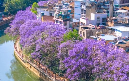 Jacarandas in Kunming