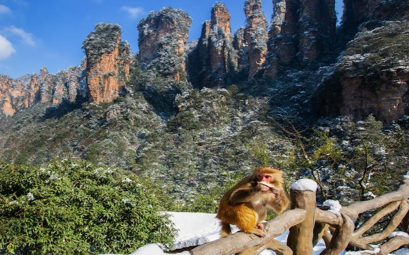 Macaques in Zhangjiajie Wulingyuan Scenic Area