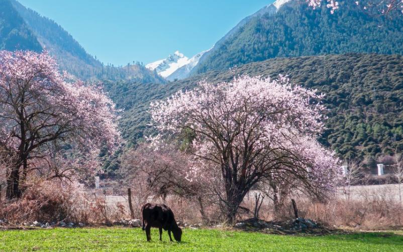 Spring In China Landscape Where is the Most Beautiful Spring in China? Recommended Five Spring ...