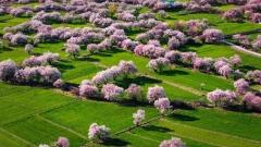 Best Flower Viewing Destinations in China and When to Visit