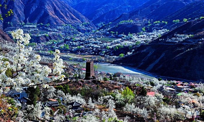 Jinchuan Pear Blossom