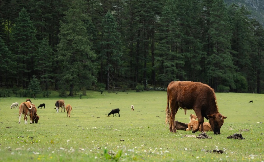 Discover Yunnan in 10 Days: Kunming, Dali, Lijiang & Shangri-La Adventure