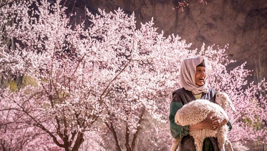 Apricot Blossoms on the Pamir Plateau