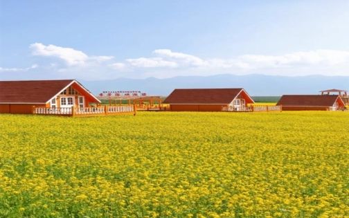 7月限定💛今年门源的油菜花替你看过了_1_不叫张昔诶_来自小红书网页版(1)