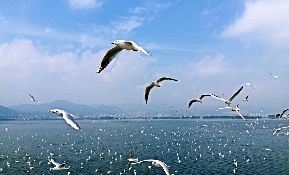 8-Day Yunnan Tour from Kunming to Shangri-La | Dali, Lijiang & Jade Dragon Snow Mountain