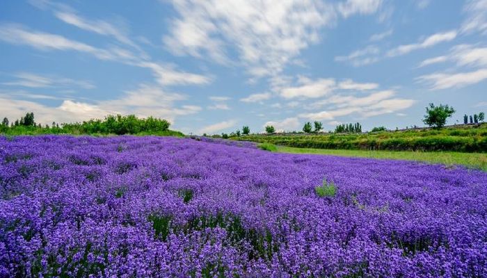 Lavender Fields in Huanghuang Village
