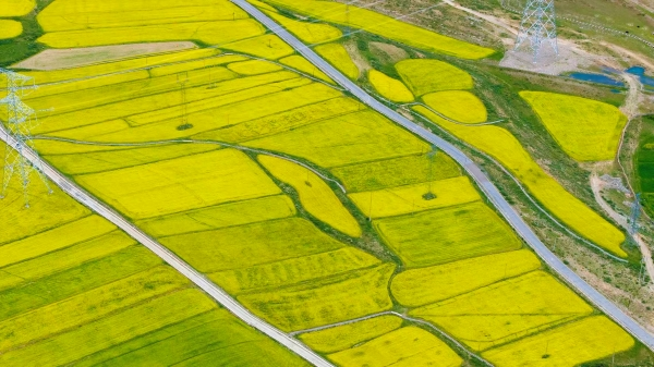 Rapeseed Flowers in Maizhokunggar