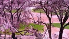 Apricot Blossom Viewing in Kashgar, Southern Xinjiang: Best Time, Spots & Budget