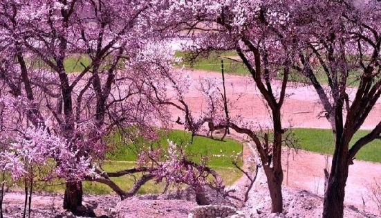 Apricot Blossom Viewing in Kashgar, Southern Xinjiang: Best Time, Spots & Budget