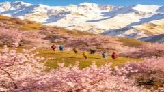 2026 Ili Apricot Blossom Guide | Bloom Forecast & Best Viewing Tips