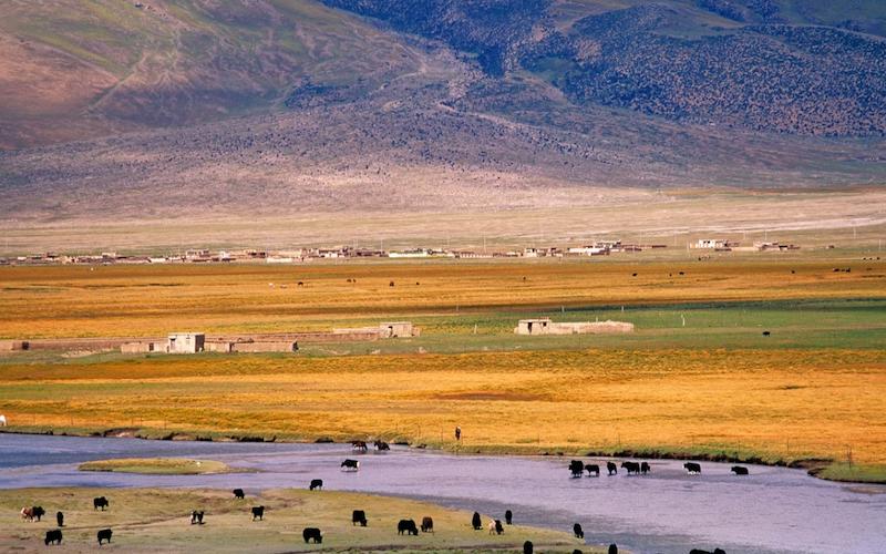Scenery of Grassland and Pastures in Tibet