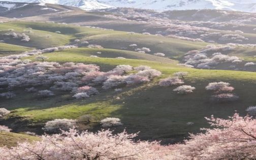 Ili Apricot Blossom