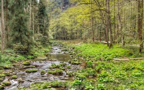 Zhangjiajie Travel Guide in April | Embrace the Fairyland of Peak Forests in Spring