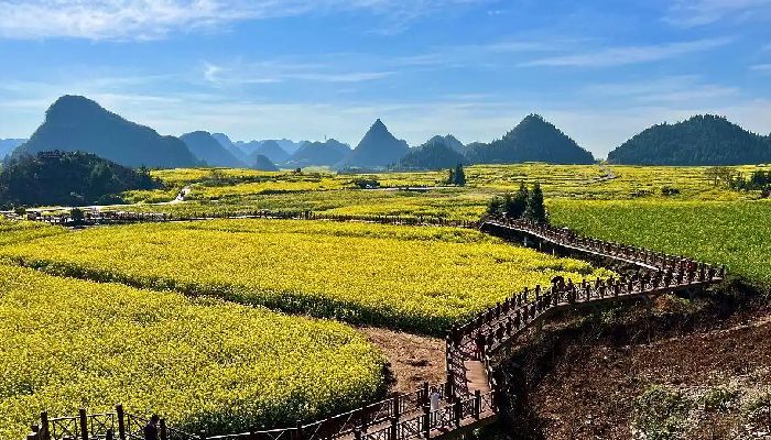 Rapeseed Flowers in Jinji Peak Cluster, Luoping in Spring