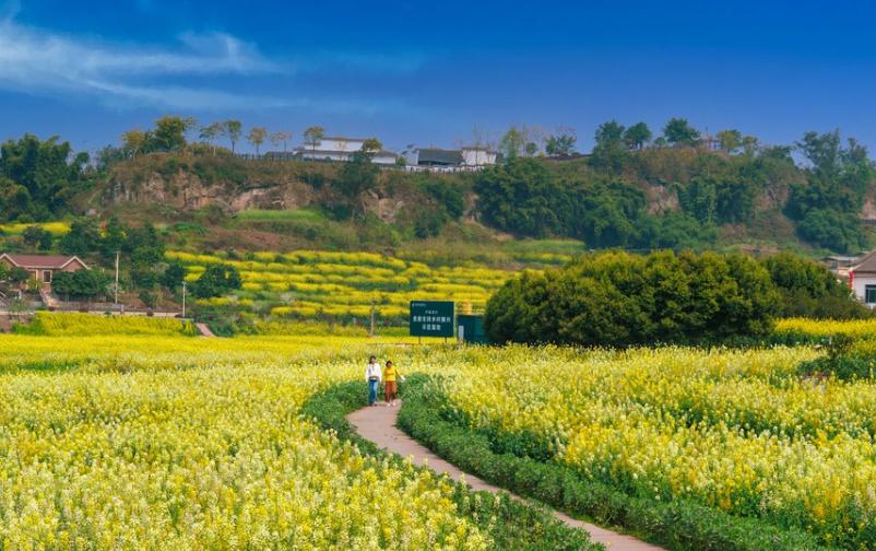 Rapeseed Flower Field, Sichuan
