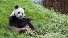 Best Places to See Giant Pandas in China: Chengdu, Wolong, Ya’an & Dujiangyan Guide