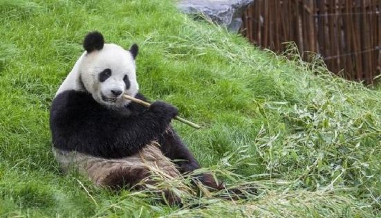 Giant Panda Eating Bamboo