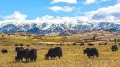 Porters and Yaks for Trekking in Tibet: Hiring Methods, Costs and Tips