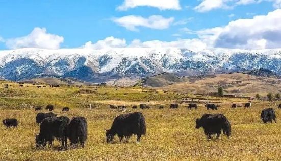 Scenery of Yak Herds in Valleys and Grasslands of Tibet