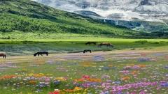 The Ultimate Daocheng Yading Travel Guide 2026:From Beginner to Advanced