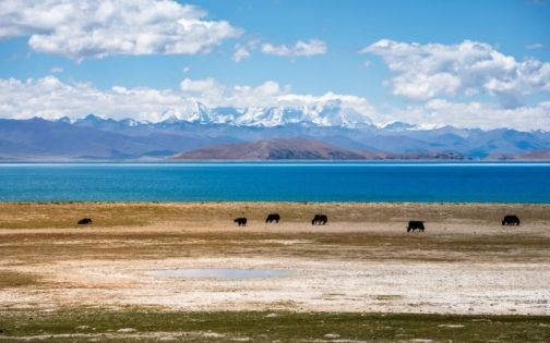 Northern Tibet Grasslands