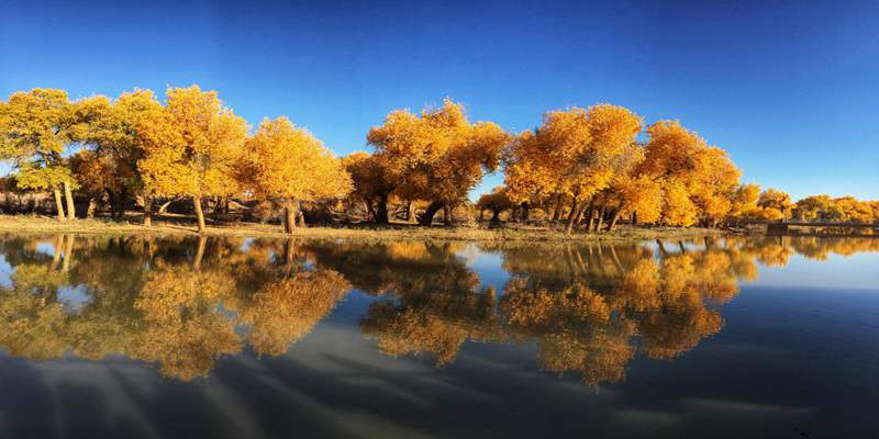 The Golden Poplar Forests in Ejina Banner
