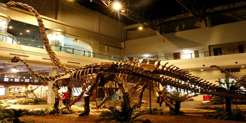 Dinosaur Fossil Exhibition Hall