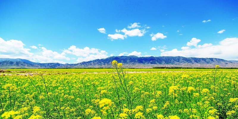 Hexi Corridor Flower Sea Landscape