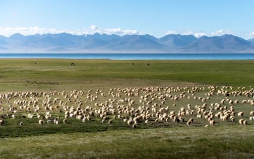 Northern Tibet Grasslands