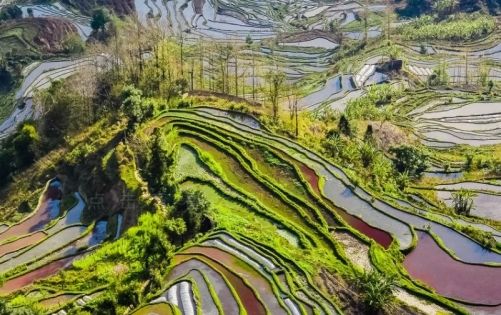 Yuanyang Terraced Fields