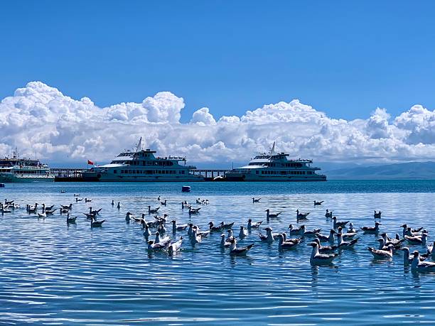 White flamingos wade in Qinghai Lake, while yachts rest under a bright blue sky.